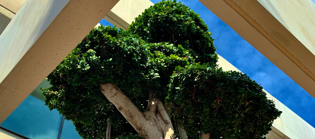 Poda de árbol. 