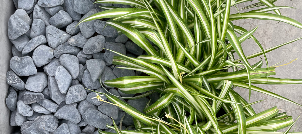 Fotografía detallada de trabajos realizados por World Plant, empresa de jardinería y paisajismo.