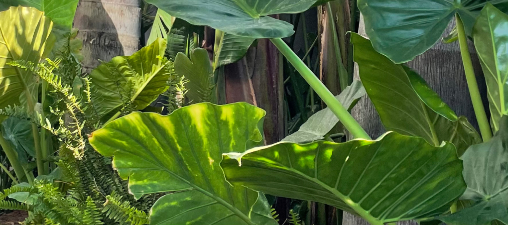 Fotografía detallada de trabajos realizados por World Plant, empresa de jardinería y paisajismo.