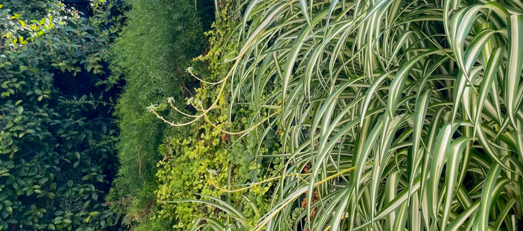 Fotografía detallada de trabajos realizados por World Plant, empresa de jardinería y paisajismo.